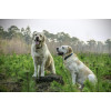 Animals & Pets